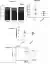 Fig. 05 - Agents and methods for treating CBP-dependent cancers
