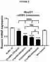 Fig. 07 - NEW MYOKINES AND USES THEREOF