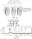 Fig. 17 - CSF1R-BASED CHIMERIC PROTEINS