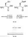 Fig. 05 - STABILIZATION OF PRANDIAL OR BASAL INSULIN ANALOGUES BY AN INTERNAL DISELENIDE BRIDGE