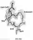 Fig. 26 - STABILIZATION OF PRANDIAL OR BASAL INSULIN ANALOGUES BY AN INTERNAL DISELENIDE BRIDGE