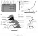 Fig. 07 - HIGH AFFINITY ENGINEERED T-CELL RECEPTORS TARGETING CMV INFECTED CELLS