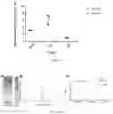Fig. 11 - HIGH AFFINITY ENGINEERED T-CELL RECEPTORS TARGETING CMV INFECTED CELLS