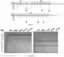 Fig. 12 - HIGH AFFINITY ENGINEERED T-CELL RECEPTORS TARGETING CMV INFECTED CELLS