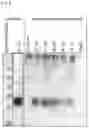 Fig. 21 - STABILIZED EXTRACELLULAR DOMAIN OF CD19