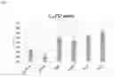 Fig. 27 - STABILIZED EXTRACELLULAR DOMAIN OF CD19