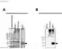Fig. 28 - STABILIZED EXTRACELLULAR DOMAIN OF CD19