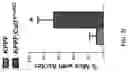 Fig. 05 - IDENTIFICATION AND TARGETING OF PATHOGENIC EXTRACELLULAR MATRIX FOR DIAGNOSIS AND TREATMENT OF CANCER AND OTHER DISEASES