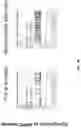 Fig. 22 - IDENTIFICATION AND TARGETING OF PATHOGENIC EXTRACELLULAR MATRIX FOR DIAGNOSIS AND TREATMENT OF CANCER AND OTHER DISEASES