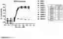 Fig. 18 - ILT7 binding molecules and methods of using the same