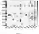 Fig. 21 - LILRB4-binding antibody and methods of use thereof