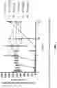 Fig. 02 - FCRN ANTIBODIES AND METHODS OF USE THEREOF