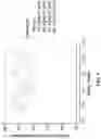 Fig. 10 - FCRN ANTIBODIES AND METHODS OF USE THEREOF