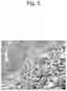 Fig. 06 - Method for suppressing regulatory T cell infiltration by CCR4 inhibition and method for treating canine neoplastic disease