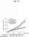 Fig. 11 - Method for suppressing regulatory T cell infiltration by CCR4 inhibition and method for treating canine neoplastic disease