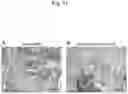 Fig. 12 - Method for suppressing regulatory T cell infiltration by CCR4 inhibition and method for treating canine neoplastic disease
