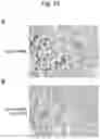 Fig. 13 - Method for suppressing regulatory T cell infiltration by CCR4 inhibition and method for treating canine neoplastic disease