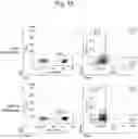 Fig. 19 - Method for suppressing regulatory T cell infiltration by CCR4 inhibition and method for treating canine neoplastic disease