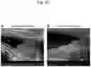 Fig. 21 - Method for suppressing regulatory T cell infiltration by CCR4 inhibition and method for treating canine neoplastic disease