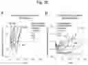 Fig. 23 - Method for suppressing regulatory T cell infiltration by CCR4 inhibition and method for treating canine neoplastic disease