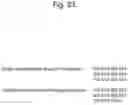 Fig. 24 - Method for suppressing regulatory T cell infiltration by CCR4 inhibition and method for treating canine neoplastic disease