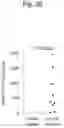 Fig. 27 - Method for suppressing regulatory T cell infiltration by CCR4 inhibition and method for treating canine neoplastic disease