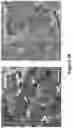 Fig. 46 - THERMOPLASTIC POLYMER COMPOSITION FOR MICRO 3D PRINTING AND USES THEREOF