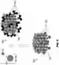 Fig. 06 - Bipolar shell resurfaced perovskite quantum dots