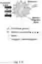 Fig. 02 - POLYMERIC ORGANIC NANOPARTICLES WITH ENHANCED EMISSION