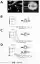 Fig. 09 - POLYMERIC ORGANIC NANOPARTICLES WITH ENHANCED EMISSION