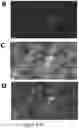 Fig. 11 - POLYMERIC ORGANIC NANOPARTICLES WITH ENHANCED EMISSION