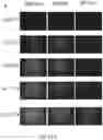 Fig. 19 - POLYMERIC ORGANIC NANOPARTICLES WITH ENHANCED EMISSION