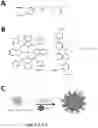 Fig. 26 - POLYMERIC ORGANIC NANOPARTICLES WITH ENHANCED EMISSION