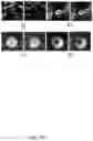 Fig. 27 - POLYMERIC ORGANIC NANOPARTICLES WITH ENHANCED EMISSION