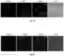 Fig. 17 - FLUORESCENT COMPOUNDS AND APPLICATION THEREOF