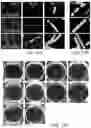 Fig. 33 - LARGE SCALE CELL MANUFACTURE SYSTEM