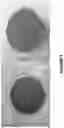Fig. 03 - Carbo-ionic cultures and extracts and applications thereof