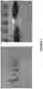 Fig. 08 - Carbo-ionic cultures and extracts and applications thereof
