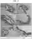 Fig. 03 - POROUS CELLULAR SCAFFOLD COMPRISING SERUM-DERIVED PROTEIN, AND PRODUCTION METHOD THEREFOR