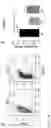 Fig. 04 - GENERATION OF HUMAN PLURIPOTENT STEM CELL DERIVED ARTIFICIAL TISSUE STRUCTURES WITHOUT THREE DIMENSIONAL MATRICES