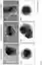 Fig. 10 - GENERATION OF HUMAN PLURIPOTENT STEM CELL DERIVED ARTIFICIAL TISSUE STRUCTURES WITHOUT THREE DIMENSIONAL MATRICES