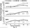 Fig. 02 - Use of Adipose-Derived Stem Cells for Glaucoma Treatment