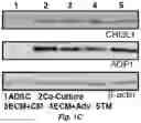 Fig. 04 - Use of Adipose-Derived Stem Cells for Glaucoma Treatment