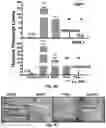 Fig. 11 - Use of Adipose-Derived Stem Cells for Glaucoma Treatment
