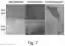 Fig. 08 - IMMUNOMODULATION BY AMNIOTIC FLUID MESENCHYMAL STEM CELLS