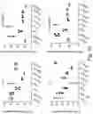 Fig. 11 - IMMUNOMODULATION BY AMNIOTIC FLUID MESENCHYMAL STEM CELLS