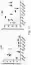Fig. 12 - IMMUNOMODULATION BY AMNIOTIC FLUID MESENCHYMAL STEM CELLS