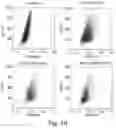 Fig. 22 - IMMUNOMODULATION BY AMNIOTIC FLUID MESENCHYMAL STEM CELLS