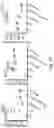 Fig. 28 - IMMUNOMODULATION BY AMNIOTIC FLUID MESENCHYMAL STEM CELLS