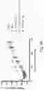 Fig. 29 - IMMUNOMODULATION BY AMNIOTIC FLUID MESENCHYMAL STEM CELLS
